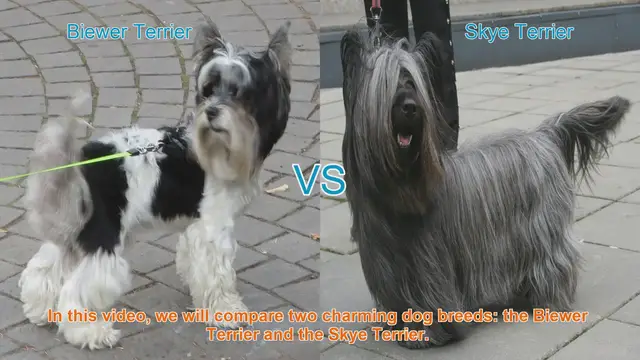 Video thumbnail for Biewer Terrier vs. Skye Terrier: A Comparison of Charming Dog Breeds