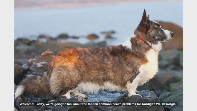 Video thumbnail for Top 10 Common Health Problems in Cardigan Welsh Corgis