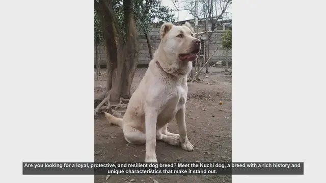 Video thumbnail for Meet the Kuchi Dog: A Loyal Guardian with a Rich Heritage