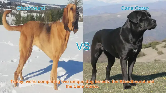 Video thumbnail for Bloodhound vs. Cane Corso: A Comprehensive Comparison