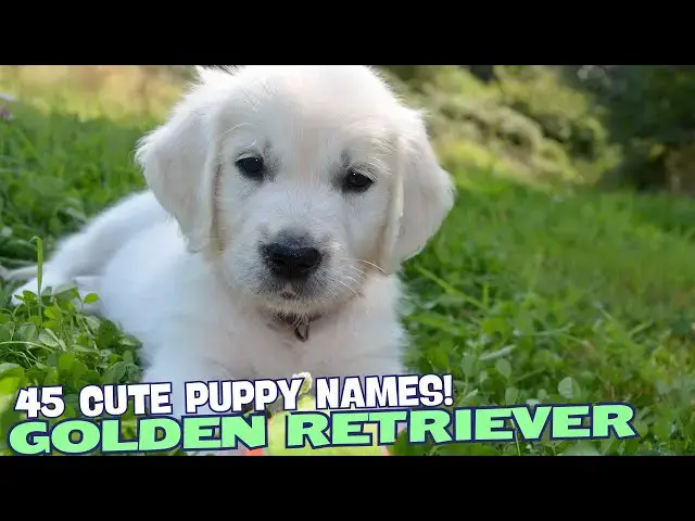 Video thumbnail for 45 Cute Golden Retriever Puppy Names🐾