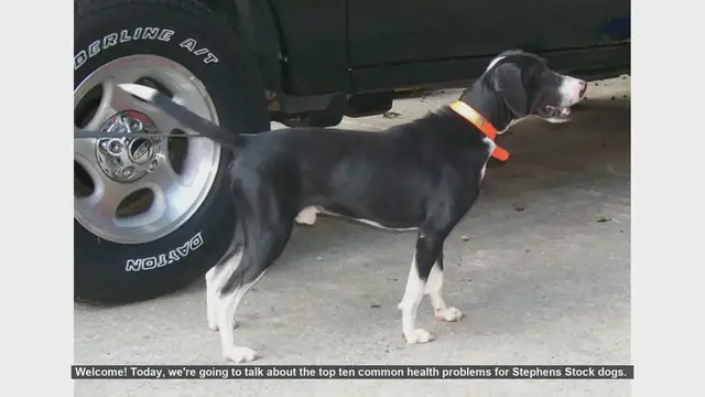 Video thumbnail for Top 10 Common Health Problems in Stephens Stock Dogs