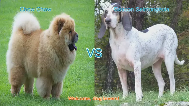 Video thumbnail for Chow Chow vs. Gascon Saintongeois: A Breed Comparison