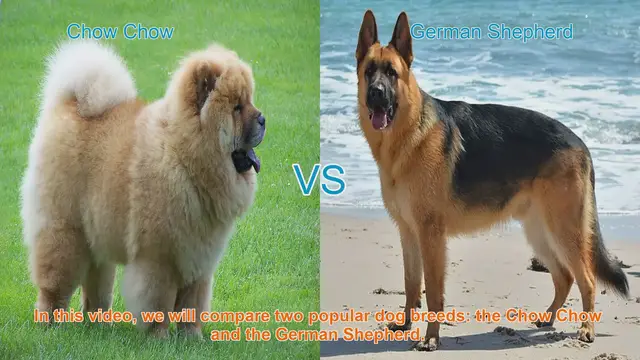 Video thumbnail for Chow Chow vs. German Shepherd: A Comprehensive Breed Comparison