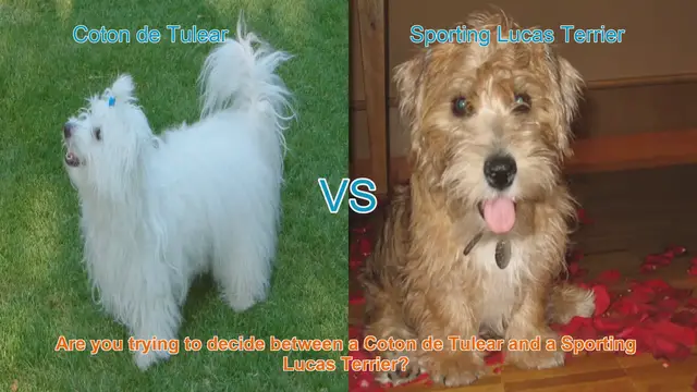 Video thumbnail for Choosing Between a Coton de Tulear and a Sporting Lucas Terrier