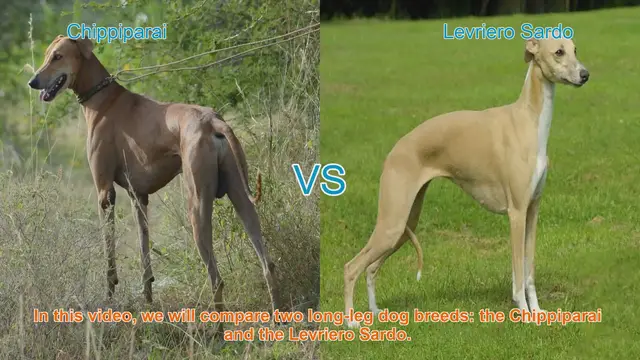 Video thumbnail for Chippiparai vs. Levriero Sardo: A Comparative Guide