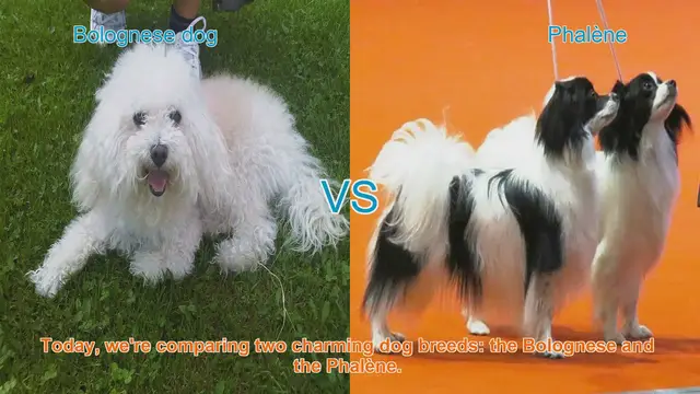 Video thumbnail for Bolognese vs. Phalène: A Comparison of Charming Dog Breeds