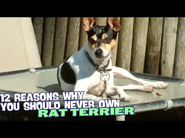 Video thumbnail for 12 Reasons Why You Should Never Own a Rat Terrier🐾