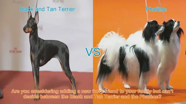 Video thumbnail for Black and Tan Terrier vs. Phalène: Choosing the Right Dog Breed for You