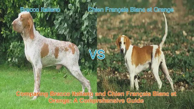 Video thumbnail for Comparing Bracco Italiano and Chien Français Blanc et Orange: A Comprehensive Guide