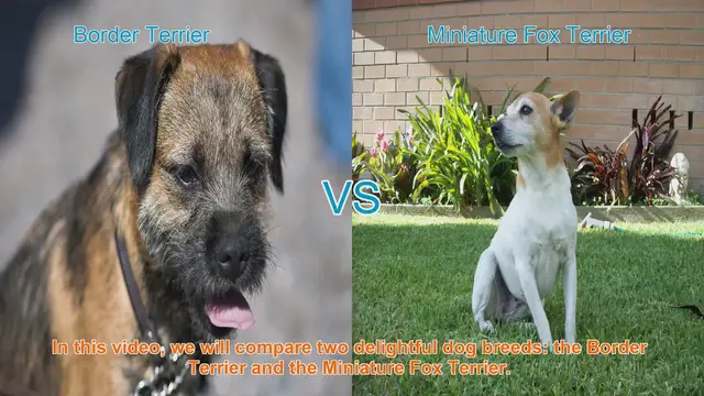 Video thumbnail for Border Terrier vs. Miniature Fox Terrier: A Breed Comparison