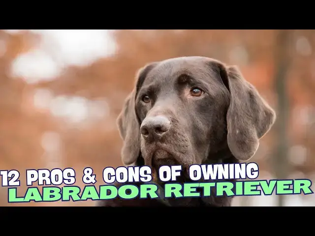 Video thumbnail for 12 Pros & Cons of Owning a Labrador Retriever🐾