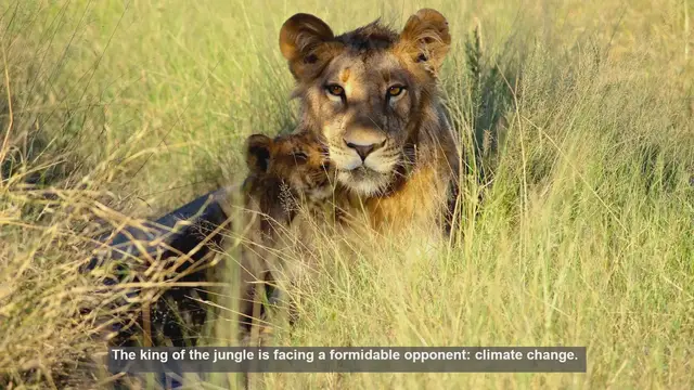Video thumbnail for 10 Ways Climate Change Threatens Lion Habitats