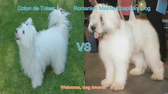 Video thumbnail for Coton de Tulear vs. Romanian Mioritic Shepherd Dog: A Comparison
