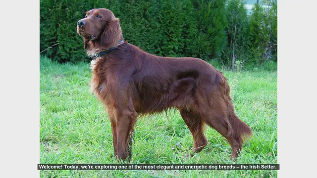 Video thumbnail for Top 10 Facts About Irish Setters: The Elegant and Energetic Breed