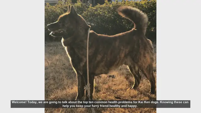 Video thumbnail for Top 10 Common Health Problems in Kai Ken Dogs