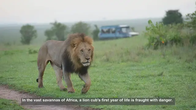 Video thumbnail for 10 Threats to Lion Cub Survival in Africa