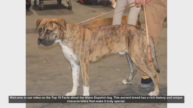 Video thumbnail for Top 10 Fascinating Facts About the Alano Español Dog