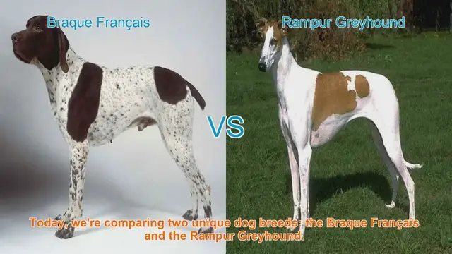 Video thumbnail for Braque Français vs. Rampur Greyhound: A Comparison of Two Unique Dog Breeds
