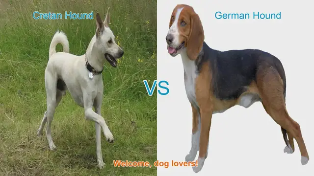 Video thumbnail for Cretan Hound vs. German Hound: A Comparison of Two Unique Dog Breeds