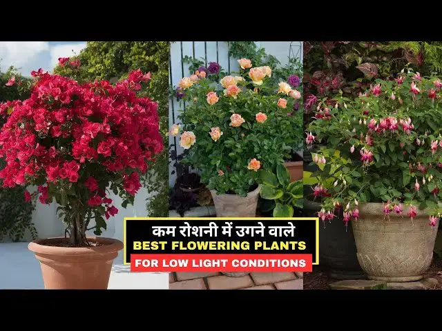 'Video thumbnail for कम रोशनी में उगने वाले बेस्ट फ्लॉवरिंग प्लांट्स || Best Flowering Plants for Low Light Conditions'