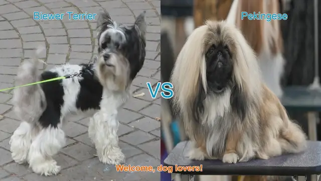 Video thumbnail for Biewer Terrier vs. Pekingese: A Comparison of Charming Dog Breeds