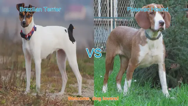 Video thumbnail for Brazilian Terrier vs. Posavac Hound: A Comprehensive Comparison
