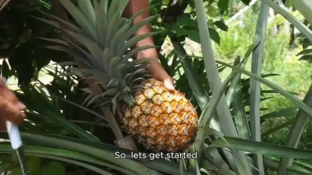 Video thumbnail for Pineapple Lemonade recipe