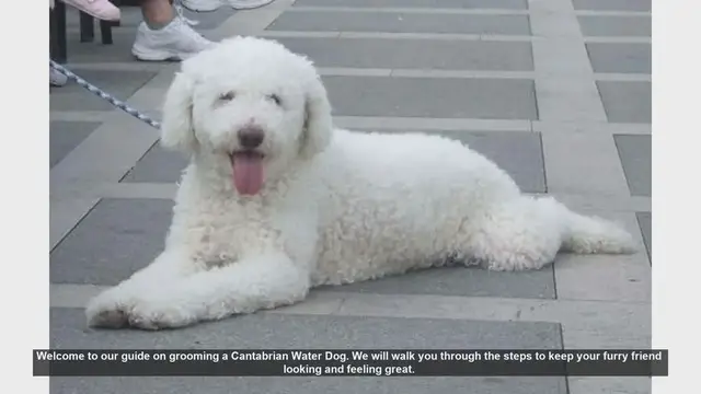 Video thumbnail for How to Groom Your Cantabrian Water Dog: A Step-by-Step Guide