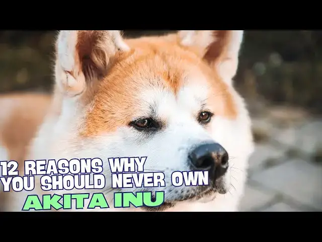 Video thumbnail for 12 Reasons Why You Should Never Own an Akita Inu! 🚫