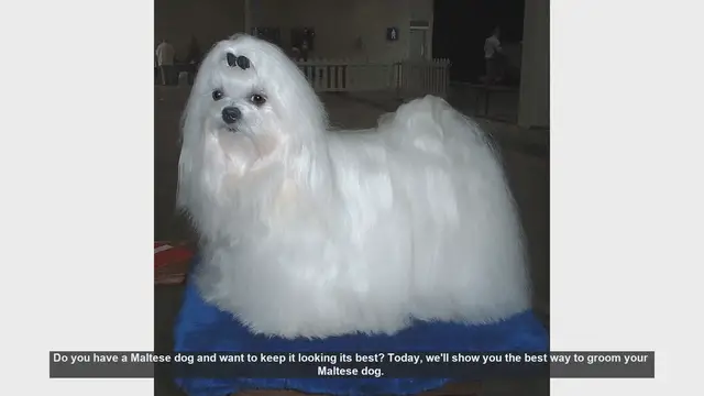 Video thumbnail for Ultimate Guide to Grooming Your Maltese Dog