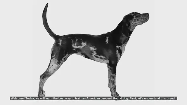 Video thumbnail for How to Train Your American Leopard Hound: Tips and Techniques