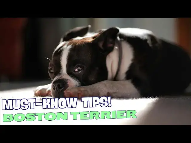 Video thumbnail for 10 Things You Should NEVER Do to Your Boston Terrier 🐾🚫