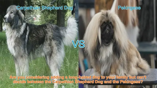 Video thumbnail for Carpathian Shepherd Dog vs. Pekingese: A Comparison Guide