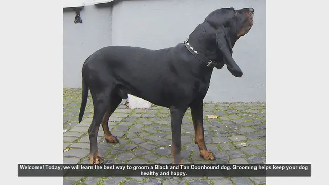 Video thumbnail for How to Groom Your Black and Tan Coonhound: A Complete Guide