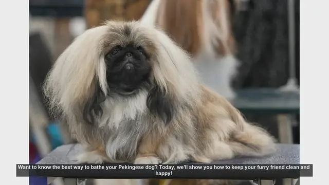 Video thumbnail for How to Bathe Your Pekingese Dog: Step-by-Step Guide