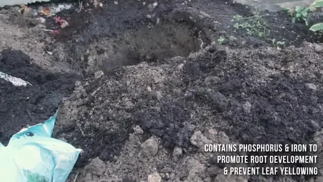 'Video thumbnail for How to Plant a Tree'