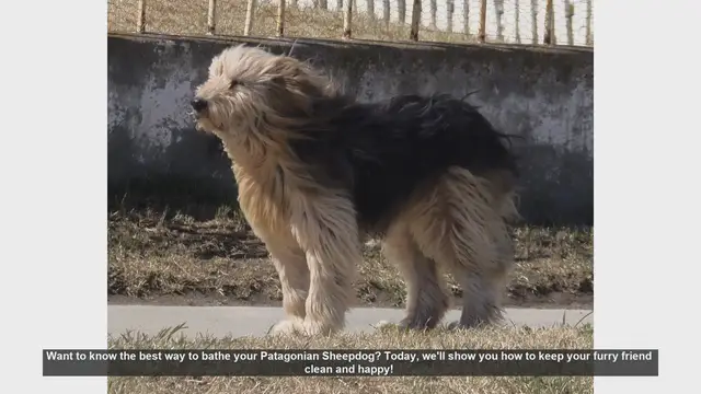 Video thumbnail for How to Bathe Your Patagonian Sheepdog: Step-by-Step Guide