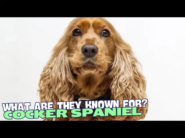Video thumbnail for What Are Cocker Spaniels Known For?🐶💖