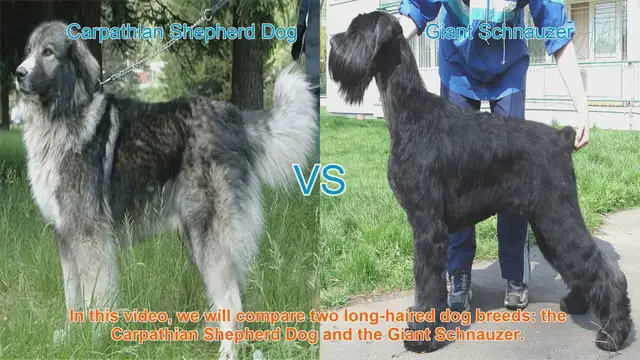 Video thumbnail for Comparing Carpathian Shepherd Dog and Giant Schnauzer: Origins, Characteristics, and Temperament