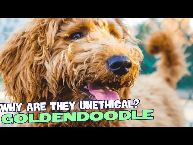 Video thumbnail for Why Are Goldendoodles Unethical??