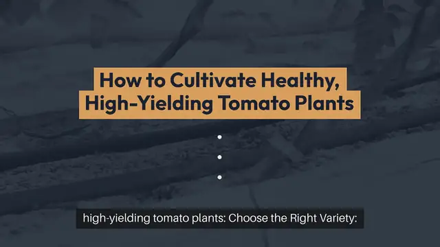 Video thumbnail for How to Grow Outdoor Tomatoes Like a Pro
