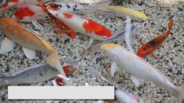 Video thumbnail for A Guide to Selecting the Best Cold Water Aquarium Fish