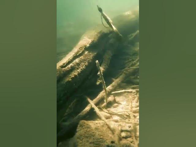 Video thumbnail for Float like a butterfly, buck like a bronco 🐎 @Rapala  Buy here: https://affiliate.basspro.com/yZkAJv