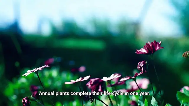 Video thumbnail for What Is An Annual Plant?