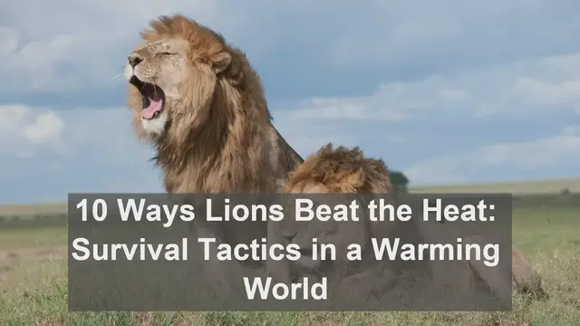 Video thumbnail for 10 Ways Lions Beat the Heat: Survival Tactics in a Warming World