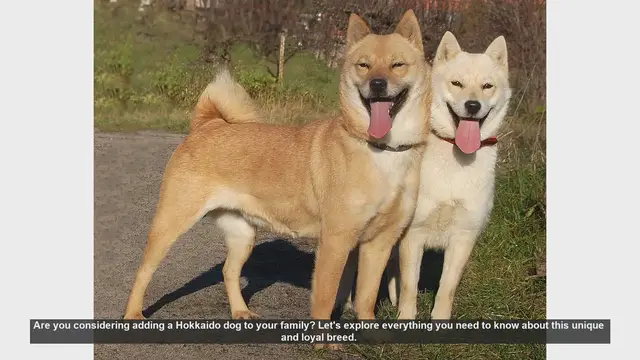 Video thumbnail for Hokkaido Dog: Everything You Need to Know About This Loyal Breed