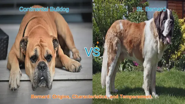 Video thumbnail for Comparing Continental Bulldog and St. Bernard: Origins, Characteristics, and Temperament