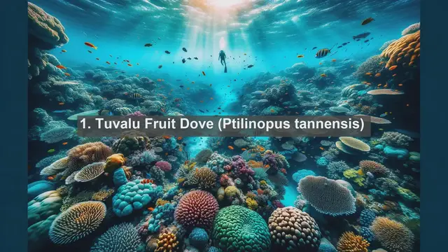 Video thumbnail for Wings of Tuvalu: Discovering the Top 10 Native Birds of Tuvalu