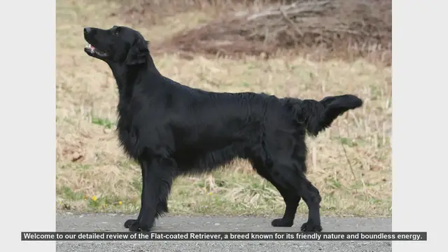 Video thumbnail for Flat-coated Retriever: The Playful and Energetic Family Companion